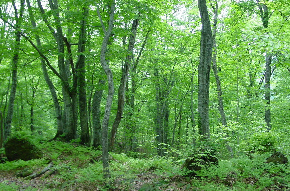 岳岱自然観察教育林