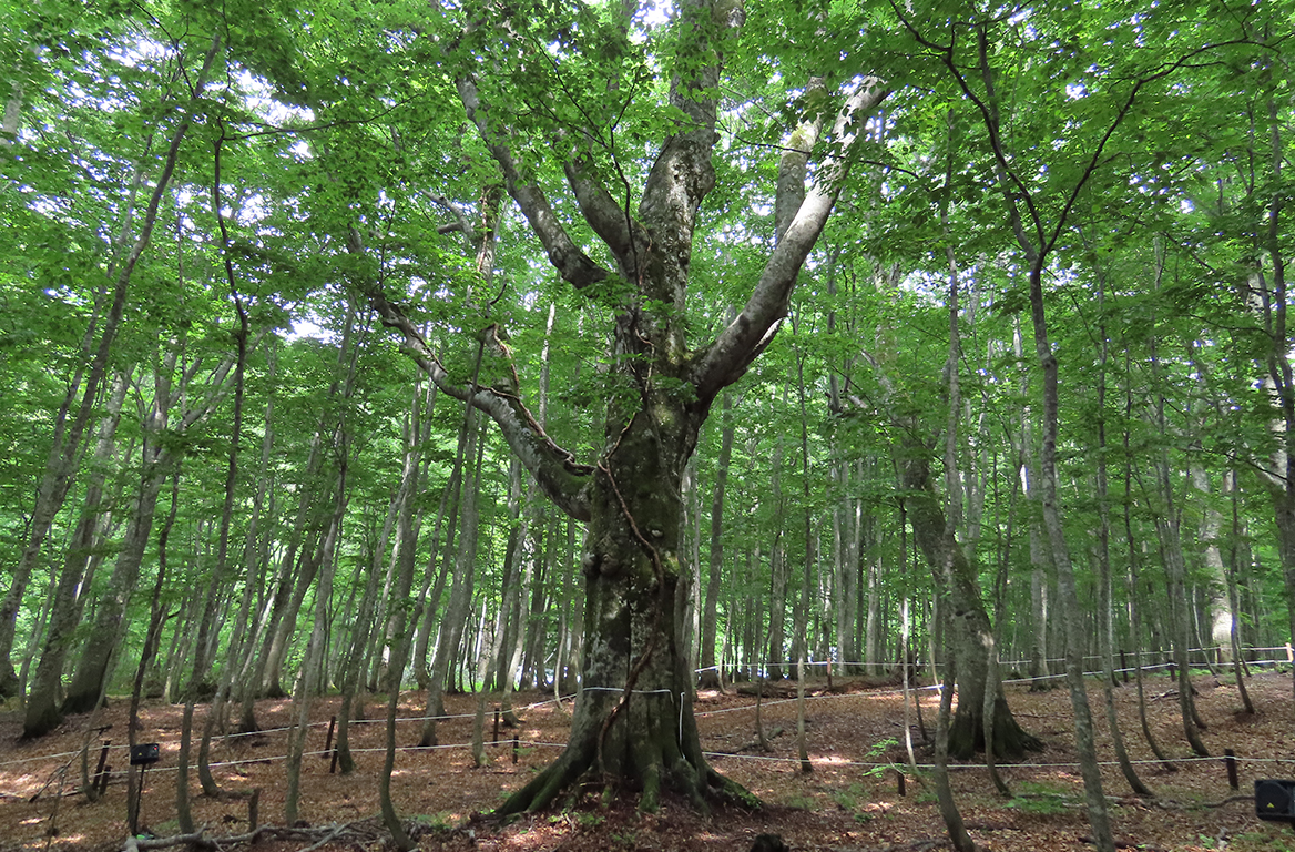 岳岱大ブナ
