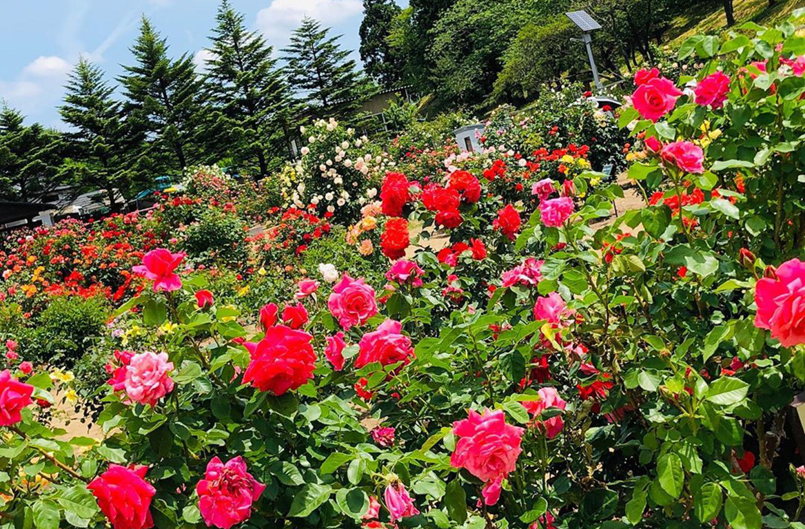 日本国花苑バラ園