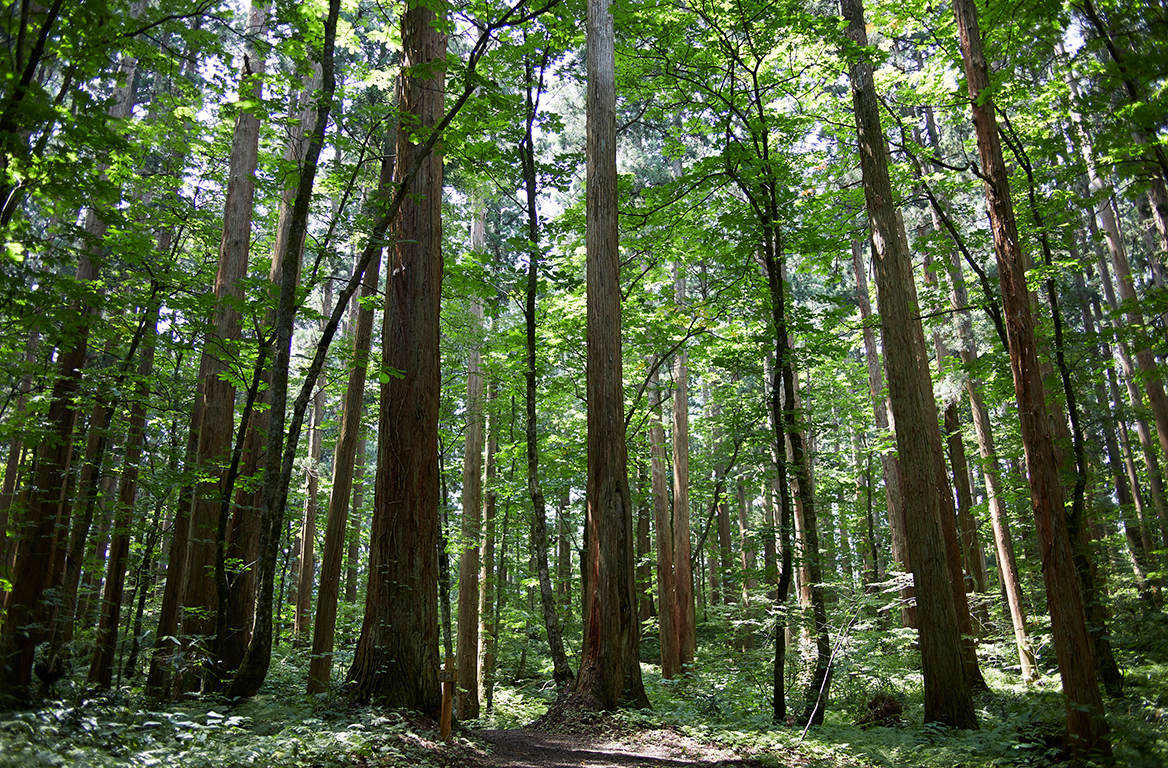 上大内沢自然観察教育林