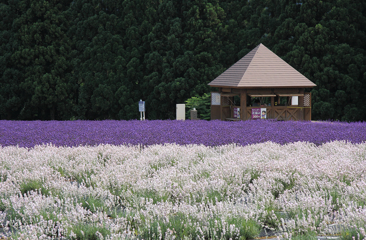 美郷町ラベンダー園