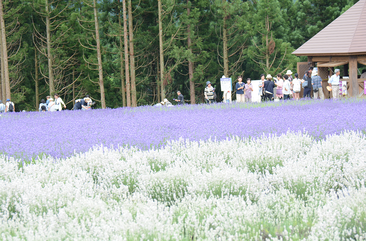 ラベンダーまつり