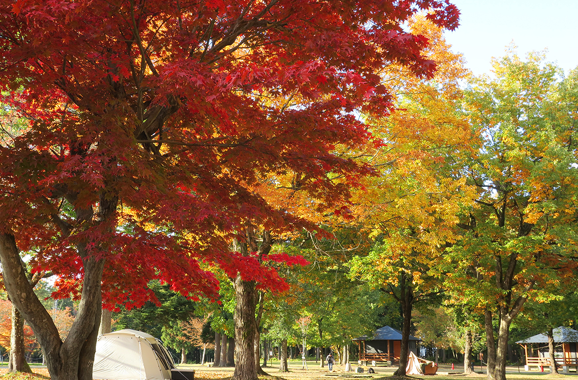 雁の里山本公園（雁の里ふれあいの森キャンプ場）