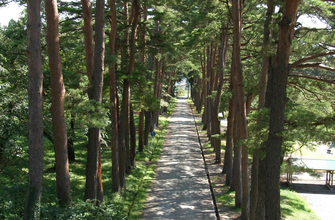 松・杉並木