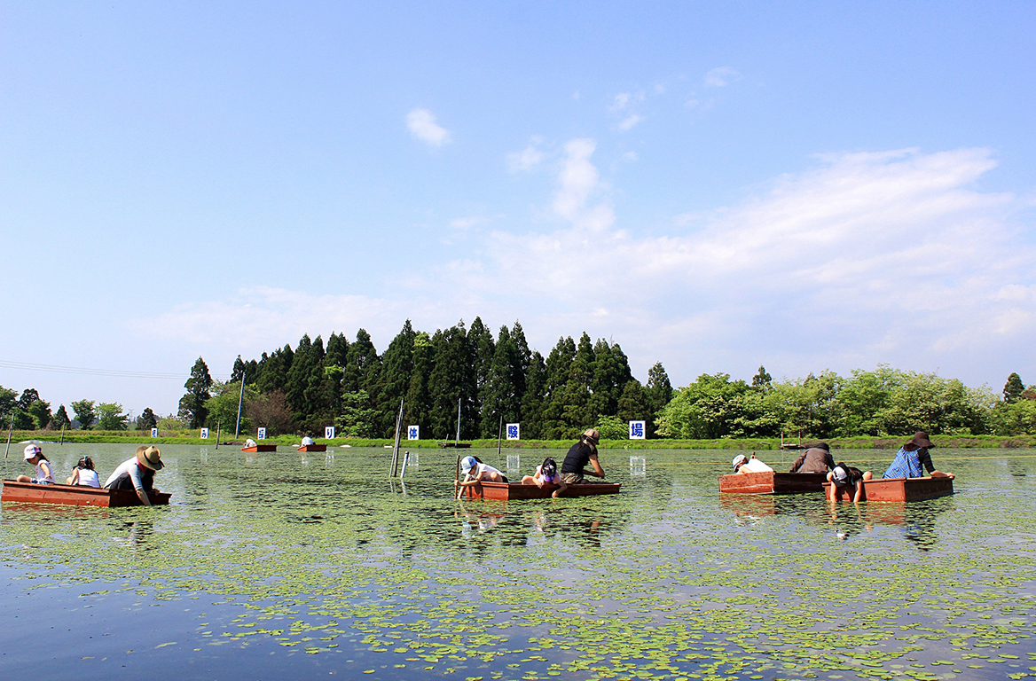 じゅんさい摘み採り体験