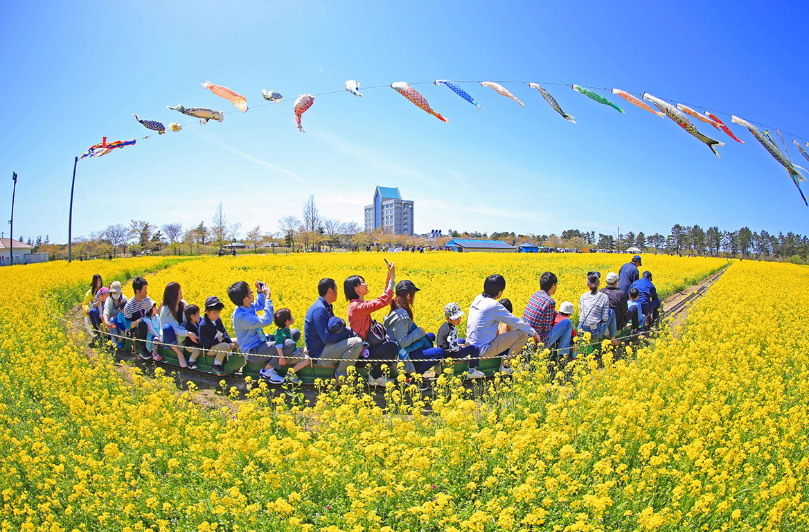 桜と菜の花まつり
